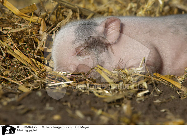 Minischwein Ferkel / Mini pig piglet / JM-04479