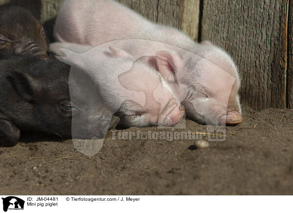Minischwein Ferkel / Mini pig piglet / JM-04481