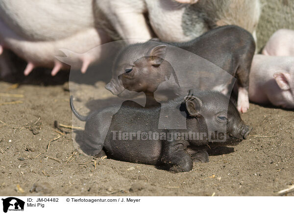 Minischwein / Mini Pig / JM-04482
