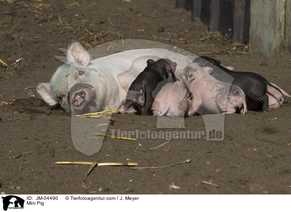 Minischwein / Mini Pig / JM-04490