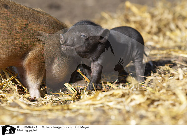 Minischwein Ferkel / Mini pig piglet / JM-04491