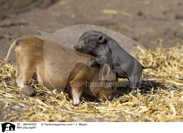 Minischwein Ferkel / Mini pig piglet / JM-04492