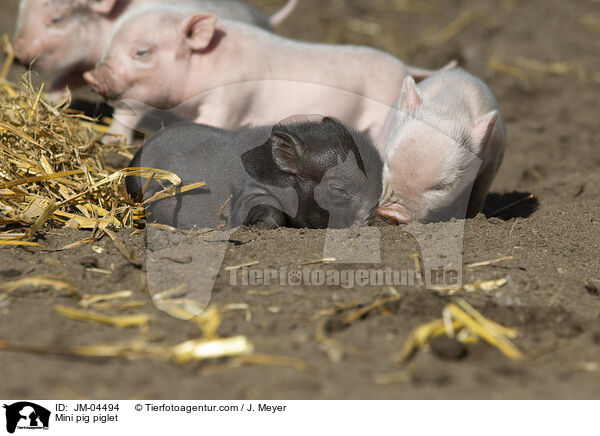 Minischwein Ferkel / Mini pig piglet / JM-04494