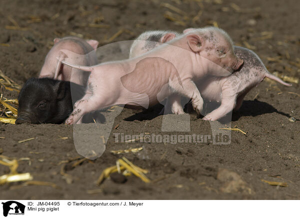 Minischwein Ferkel / Mini pig piglet / JM-04495