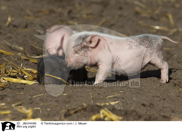 Mini pig piglet / JM-04496