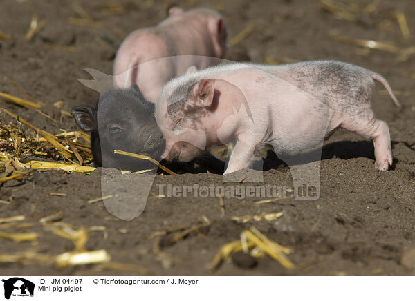 Mini pig piglet / JM-04497