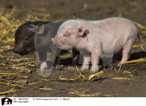 Minischwein Ferkel / Mini pig piglet / JM-04501