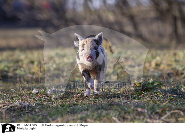 Mini pig piglet / JM-04505