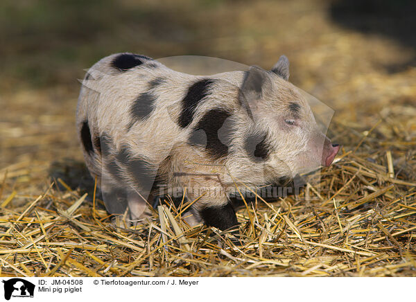 Mini pig piglet / JM-04508