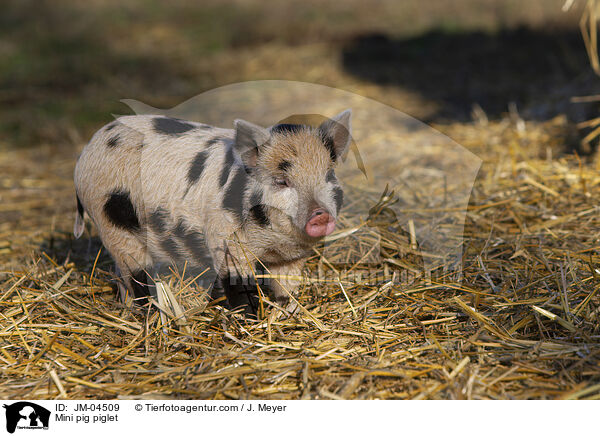 Minischwein Ferkel / Mini pig piglet / JM-04509