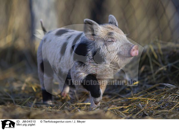 Minischwein Ferkel / Mini pig piglet / JM-04510
