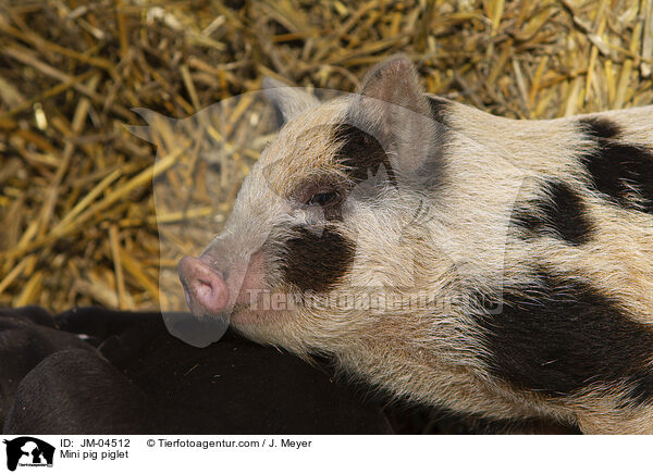 Minischwein Ferkel / Mini pig piglet / JM-04512