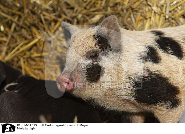 Minischwein Ferkel / Mini pig piglet / JM-04513