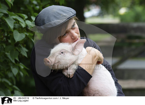 Minischwein Ferkel / Mini pig piglet / JM-04519