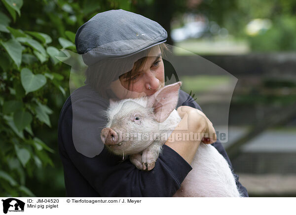 Minischwein Ferkel / Mini pig piglet / JM-04520