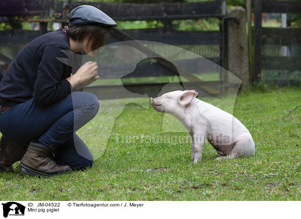 Minischwein Ferkel / Mini pig piglet / JM-04522