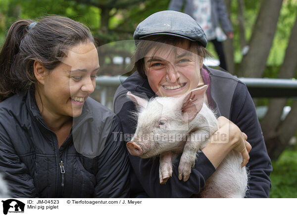 Minischwein Ferkel / Mini pig piglet / JM-04523