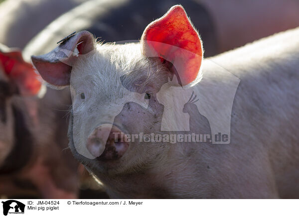 Mini pig piglet / JM-04524