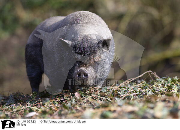 Minischwein / Minipig / JM-06723