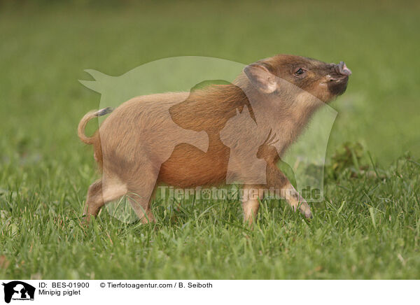 Minischwein Ferkel / Minipig piglet / BES-01900