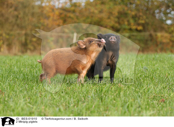 2 Minischwein Ferkel / 2 Minipig piglets / BES-01910