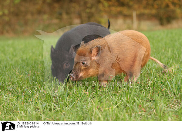 2 Minischwein Ferkel / 2 Minipig piglets / BES-01914