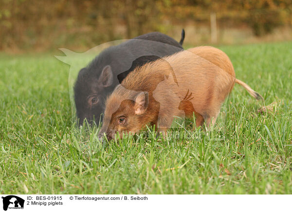 2 Minischwein Ferkel / 2 Minipig piglets / BES-01915