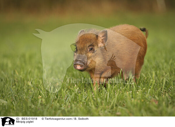 Minischwein Ferkel / Minipig piglet / BES-01918