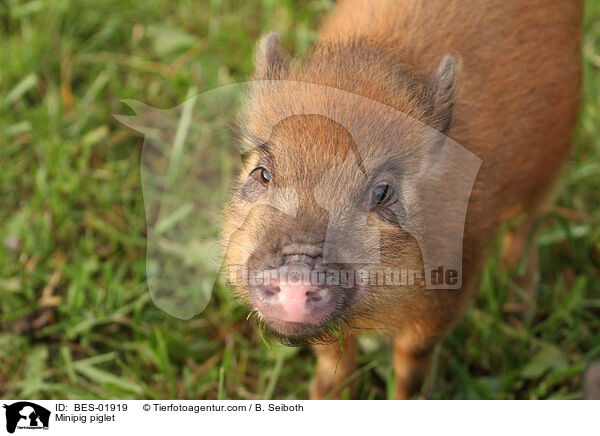 Minischwein Ferkel / Minipig piglet / BES-01919