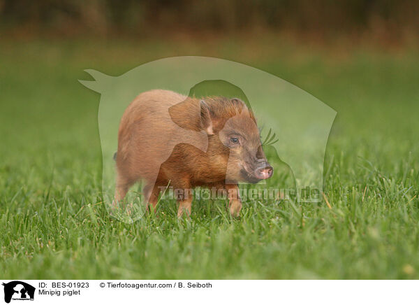 Minischwein Ferkel / Minipig piglet / BES-01923