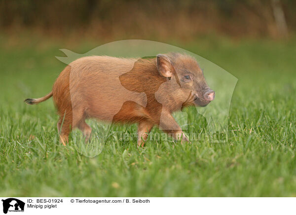 Minischwein Ferkel / Minipig piglet / BES-01924