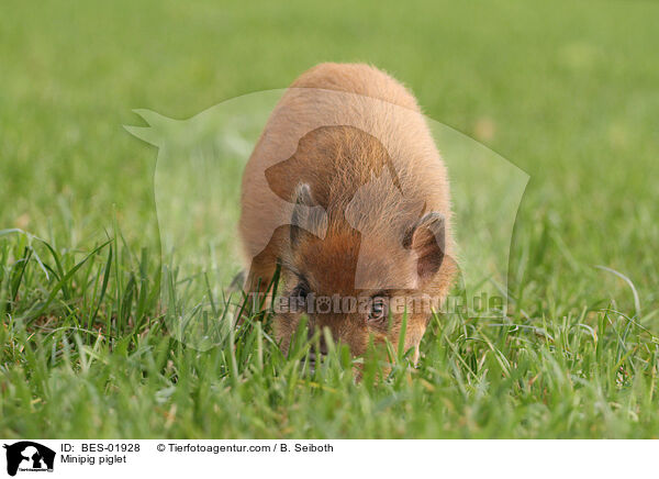 Minischwein Ferkel / Minipig piglet / BES-01928