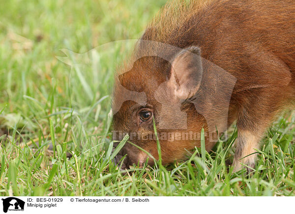 Minischwein Ferkel / Minipig piglet / BES-01929