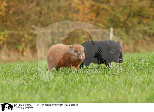 2 Minischwein Ferkel / 2 Minipig piglets / BES-01937