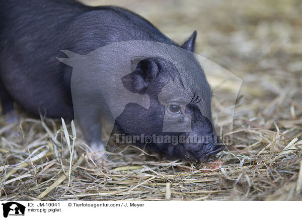 Minischwein Ferkel / micropig piglet / JM-10041