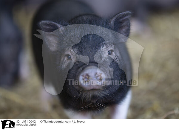 Minischwein Ferkel / micropig piglet / JM-10042