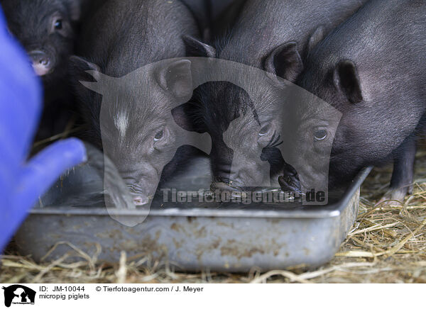 Minischwein Ferkel / micropig piglets / JM-10044