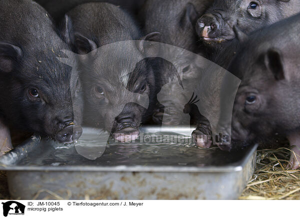 Minischwein Ferkel / micropig piglets / JM-10045