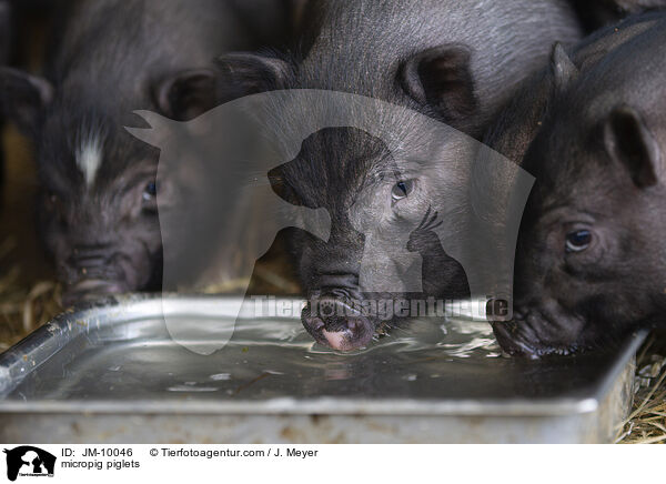 Minischwein Ferkel / micropig piglets / JM-10046