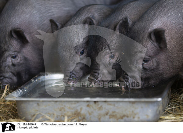 Minischwein Ferkel / micropig piglets / JM-10047