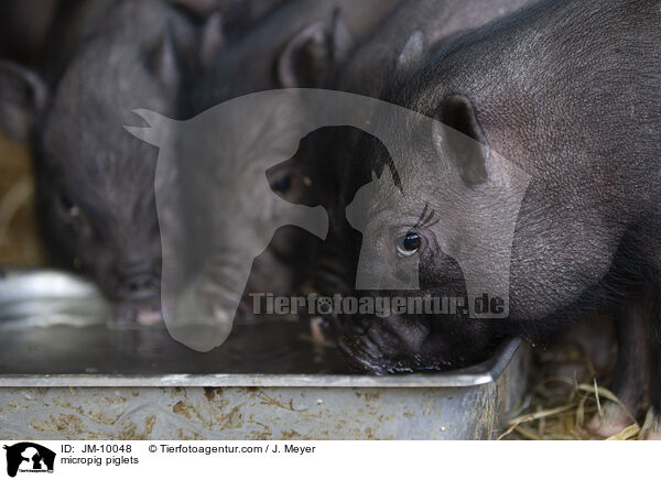 Minischwein Ferkel / micropig piglets / JM-10048