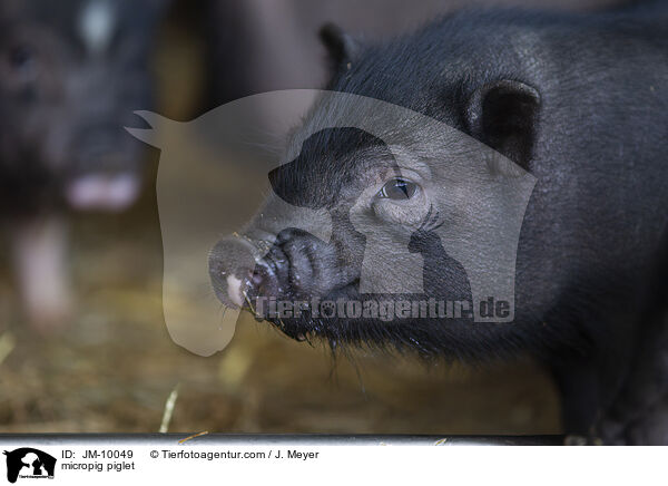Minischwein Ferkel / micropig piglet / JM-10049