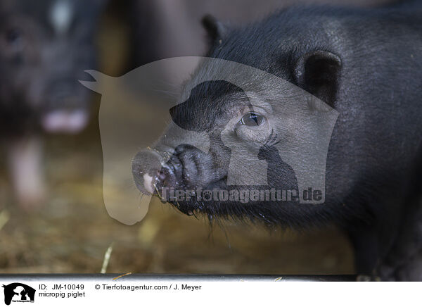 micropig piglet / JM-10049