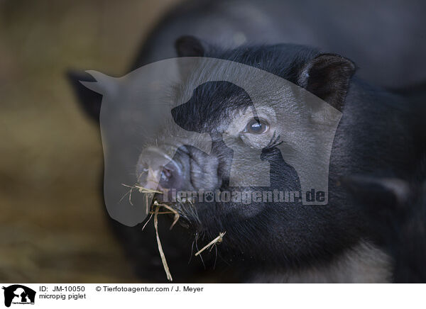 Minischwein Ferkel / micropig piglet / JM-10050