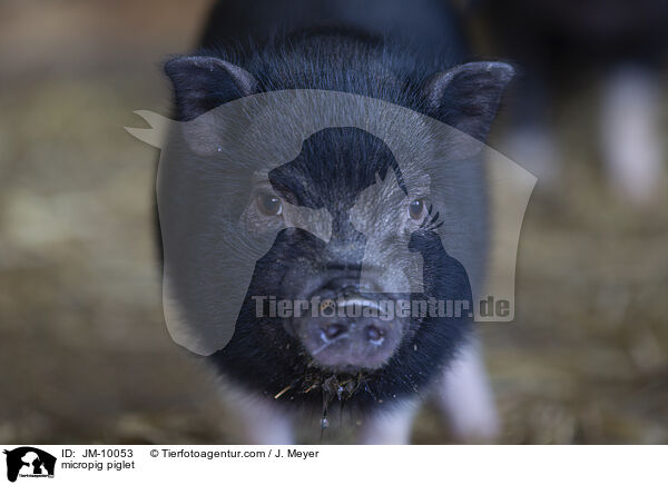 Minischwein Ferkel / micropig piglet / JM-10053