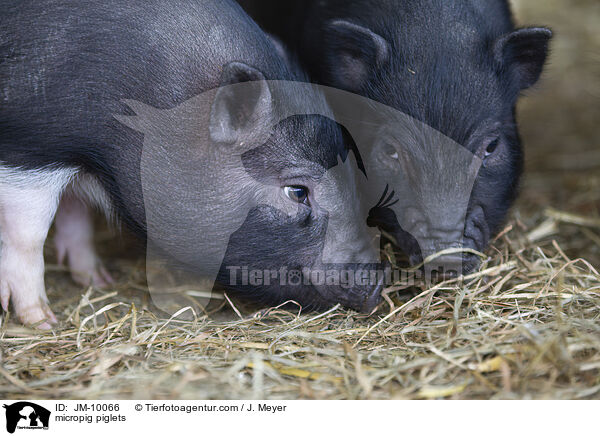 Minischwein Ferkel / micropig piglets / JM-10066