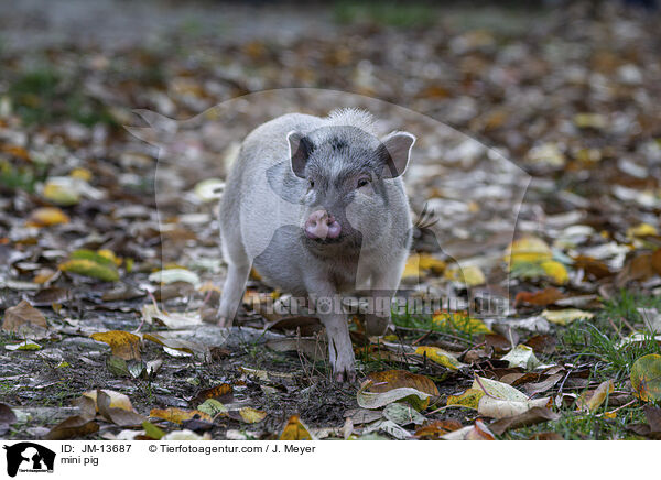 mini pig / JM-13687