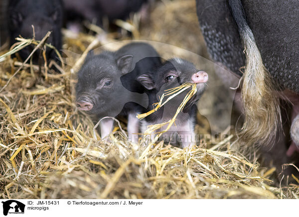 Minischweine / micropigs / JM-15431