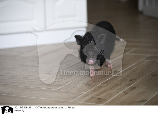 Minischwein / micropig / JM-15436