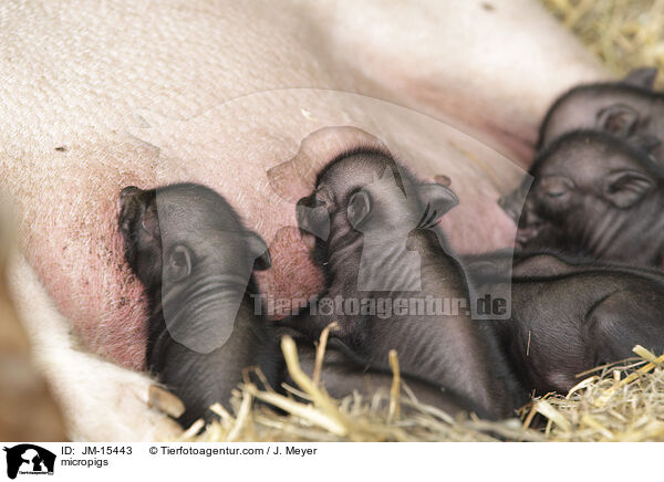 Minischweine / micropigs / JM-15443